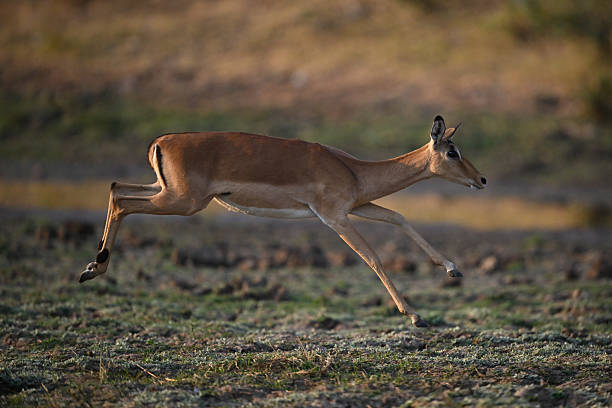 istock Female impala jumps over savannah in sunshine 2219902550