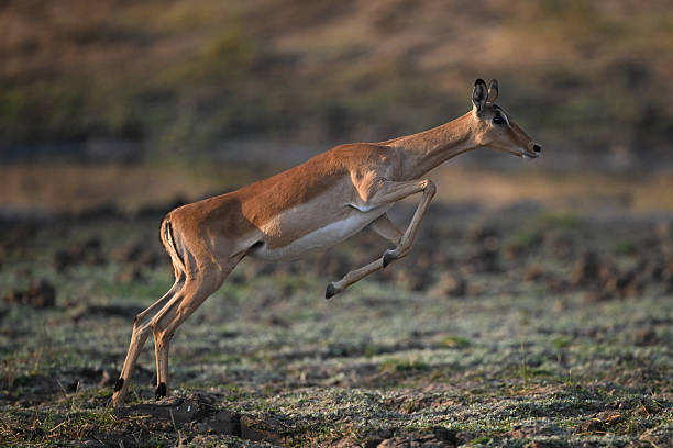 istock Female impala springs up using hind legs 2219902569