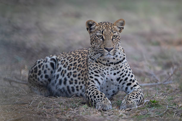 istock Female leopard lies staring on fallen branches 2219902579