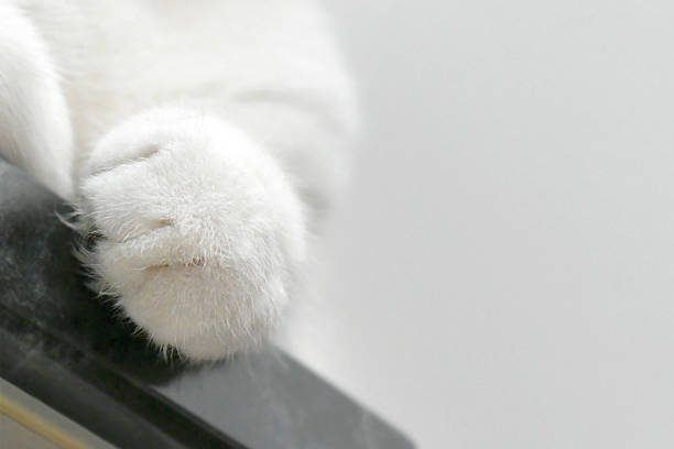 Young domestic cat is playing in domestic room while lying at home.