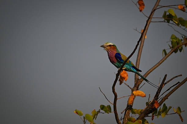 Lilac-breasted roller crouches on branch of bush