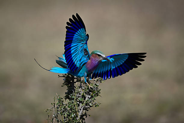 istock Lilac-breasted roller lands on bush spreading wings 2219904969