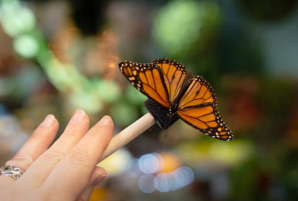 Monarch butterfly with distinctive orange and black wings rests on a wooden stick held by a person's hand. The butterfly is captured in sharp detail with its wings open against a blurred natural background. This close-up shows the insect being carefully observed as part of a school science project studying animals and insects during holidays. The selective focus emphasizes the butterfly while creating a soft bokeh effect in the background.