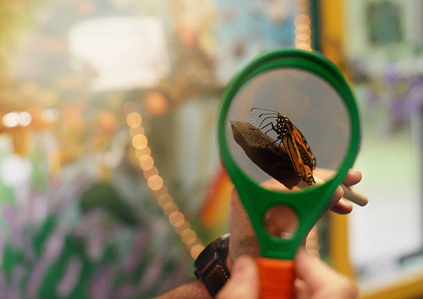 Man holds a green magnifying glass to observe a monarch butterfly resting on a branch. The close-up view shows the distinctive orange and black patterns of the butterfly's wings and its delicate legs. The background is softly blurred with colorful bokeh effects, suggesting an indoor educational environment.