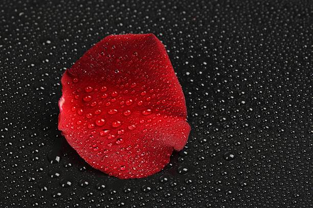 Red rose with rain drop on it's petals, and sun light brightens water drop