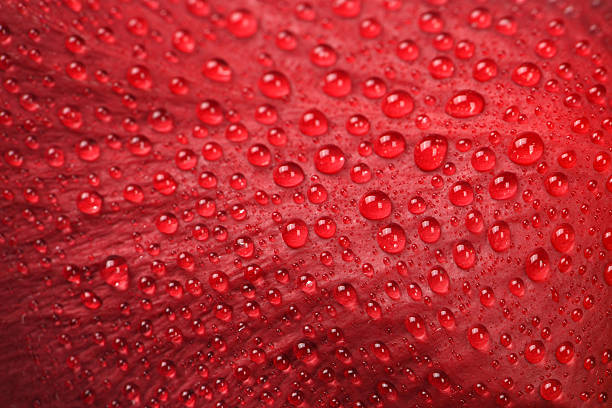istock Red rose petal with water drops close-up. 2219905204