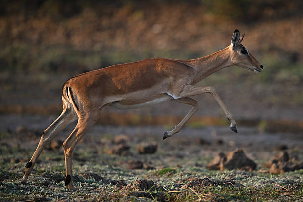 istock Female impala springs upwards using hind legs 2219905348