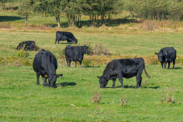 istock A herd of black cattle on green outdoor pasture 2219905740
