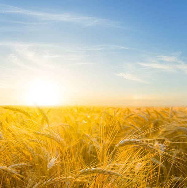 istock summer golden wheat field at the sunset 2219905897