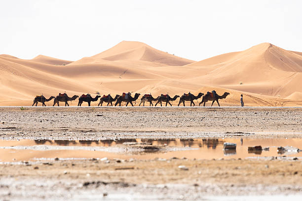 istock Camels walking in the Sahara Desert 2219905977