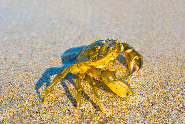 istock closeup crab crawl by the sandy  sea coast 2219906036