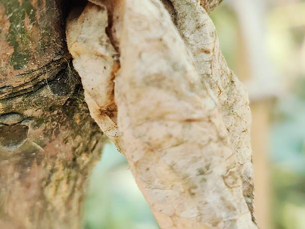 dry leaves close photo