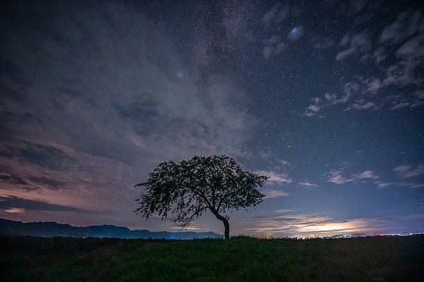 A tree on the grassland with Galaxy
