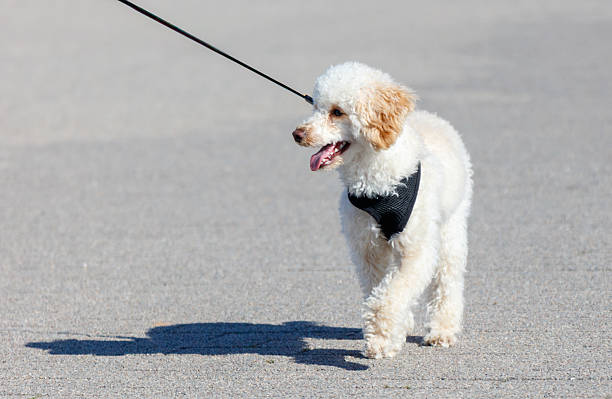 Toy poodle at car steering wheel