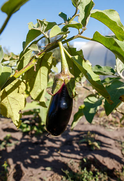 istock A black eggplant is hanging from a plant 2219910621