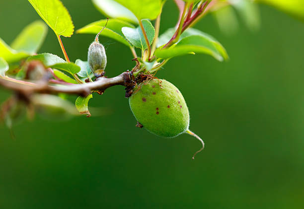 A green fruit is hanging from a tree branch. The fruit is green and has a stem