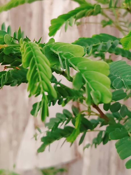 istock Close up bright green leaves in natural outdoor setting with  soft sunny light 2219911083