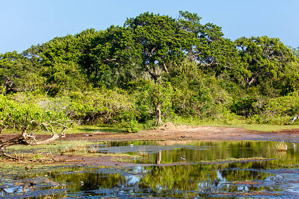istock A pond with a tree in the background 2219911124