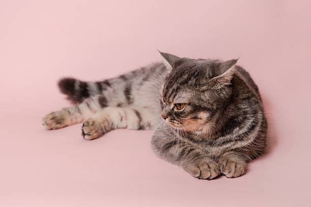 istock Funny gray cat isolated at pink background 2219911279