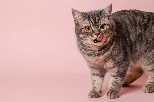 istock Gray funny cat licking its lips, isolated on pink background 2219911280