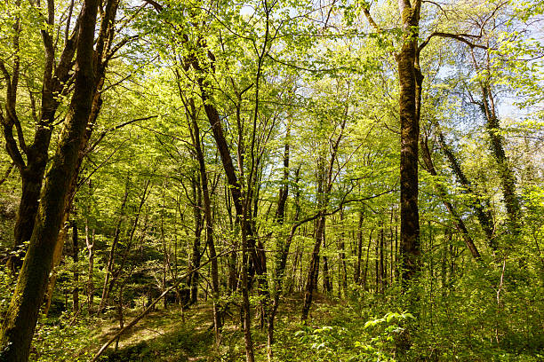 A forest with many trees and a lot of sunlight. The trees are green and the sky is blue