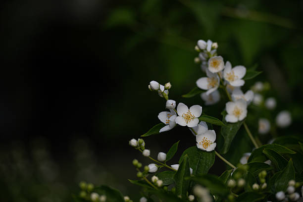 istock Jasmine flowers blooming in the park. 2219911916