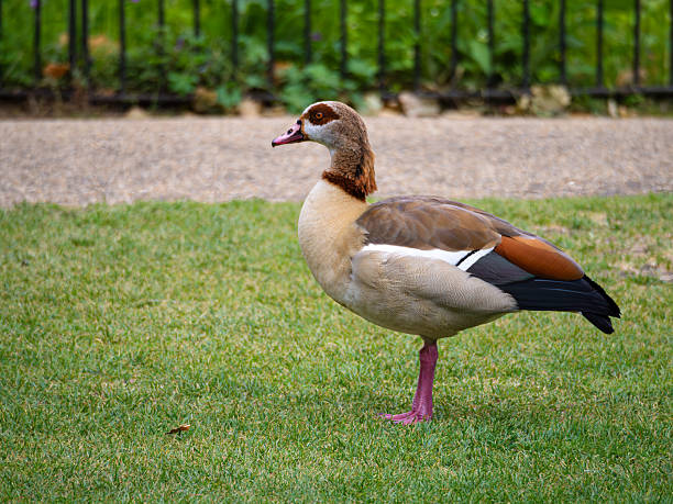 An Egyptian goose standing on green grass, showcasing its distinctive brown and cream plumage, with a striking orange-brown patch on its wings and pink legs.
