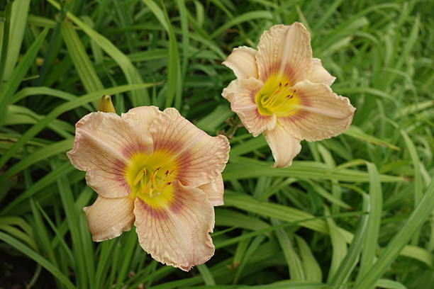 istock Hemerocallis fulva with two beige flowers in June 2219912145