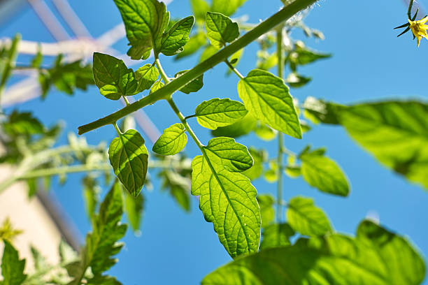 Looking Up at Tomato Plant Leaves Against a Blue Sky
