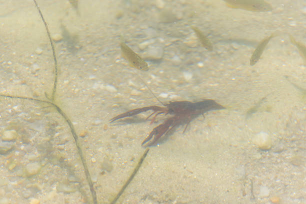 High-angle, close-up view of a single crayfish submerged in shallow, murky water. The crayfish is dark in color, its claws visible. The water appears somewhat opaque, with sandy or muddy bottom visible.  There are a few thin, light-colored aquatic plants partially visible in the image and other small fish are barely visible in the background. The overall lighting is diffuse and soft. The image has a slightly blurry quality, suggesting a photograph taken underwater or through water.