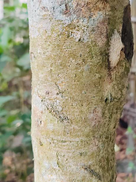 istock Close-Up Image of Tree Bark with Natural Texture and Organic Details 2219920536