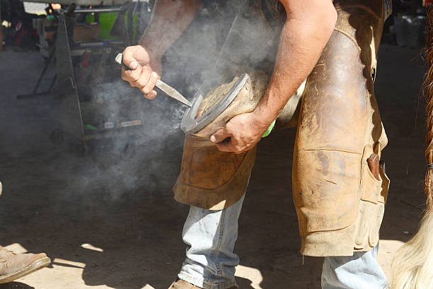 farriers test a new horseshoe on the hoof of a heavy horse.