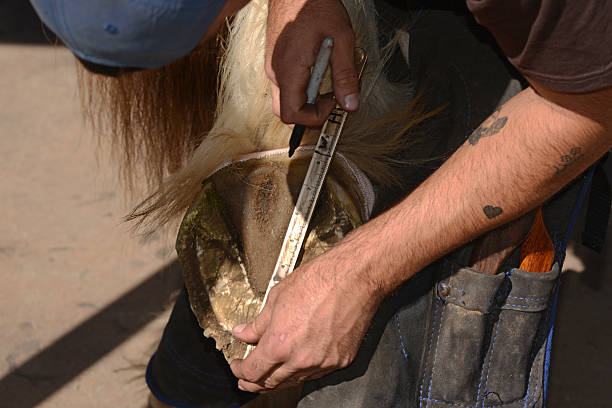 istock farrier measures the hoof 2219922163