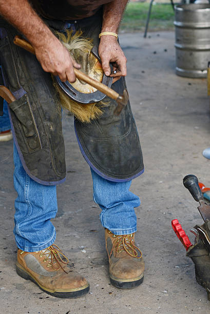 A farrier nails a new horseshoe on the hoof of a heavy horse.