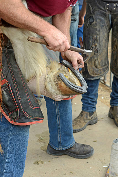 A farrier nails a new horseshoe on the hoof of a heavy horse.