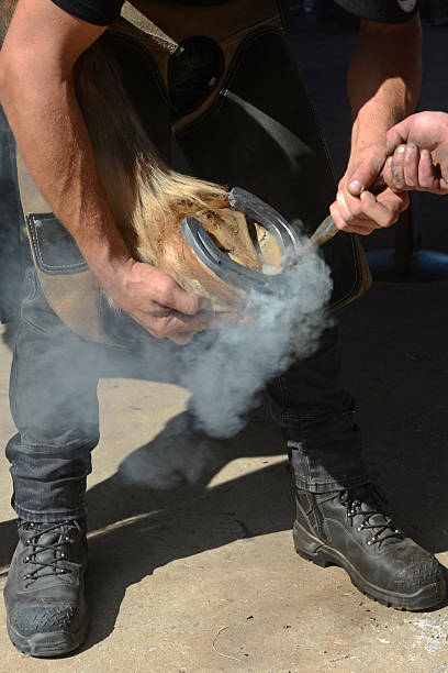 farriers test a new horseshoe on the hoof of a heavy horse.