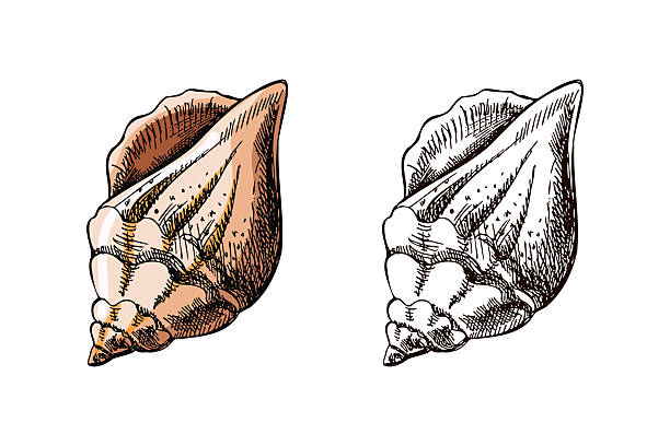 Detailed conch shell illustration in hand drawn vintage style. Includes pastel peach version and monochrome option. Great for marine themes, packaging, prints, and educational materials.