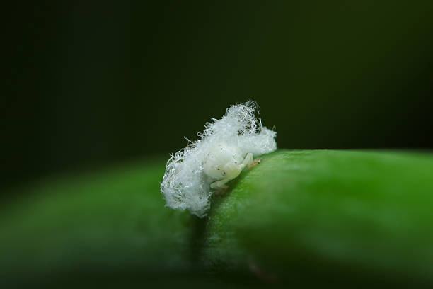 istock Polyphagous invasive pest mainly found on fruit trees. The Chinese Chugokuamigasahagoromo (Ricania shantungensis) larva wrapped in white cotton (Insect entomology closeup macro photograph) 2219928497
