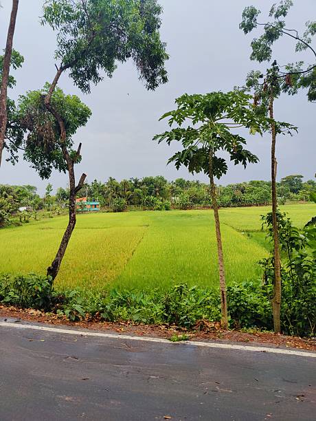 istock Various green trees in the village. Lush rural landscape with diverse tree types 2219929218