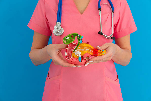istock Doctor hold in hands anatomical model human pancreas closeup 2219929237