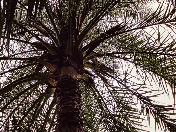 A tranquil scene featuring tall palm trees reaching toward the clear sky, creating a peaceful tropical atmosphere,