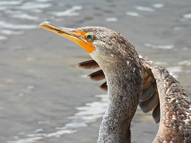 Double-crested Cormorant - profile, portrait