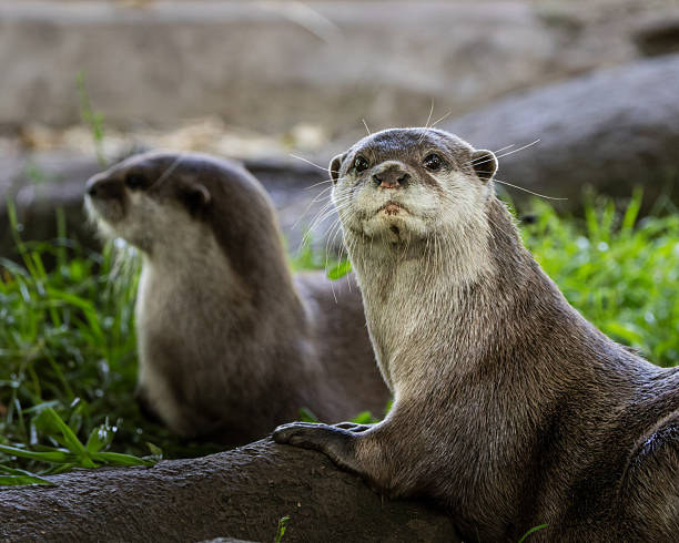 Two otters are standing on a rock in a grassy area. One of the otters is looking at the camera