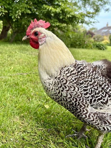 istock Close up to a death layer hen 2219934686