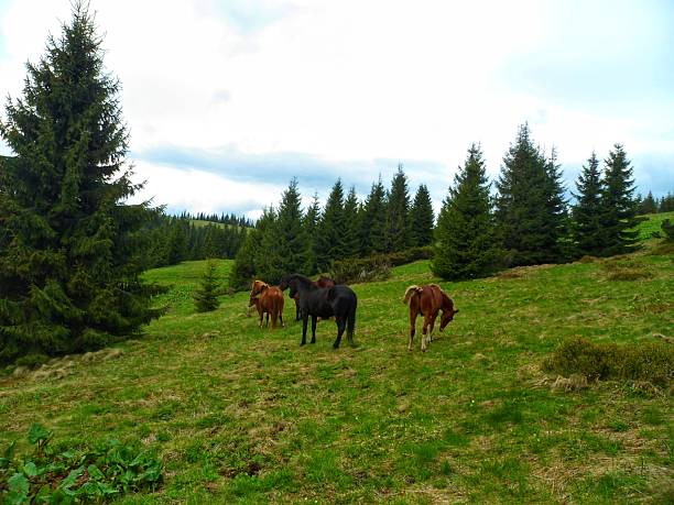 Wild horses peacefully grazing on a vibrant green mountain pasture surrounded by tall pine trees in spring