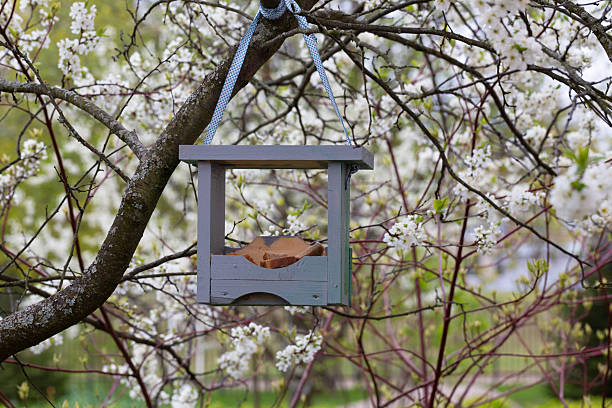 Bird feeder with bread on a blooming cherry tree in the garden