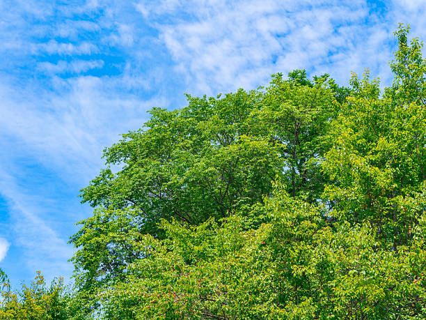 istock Fresh green leaves and background 2219937996