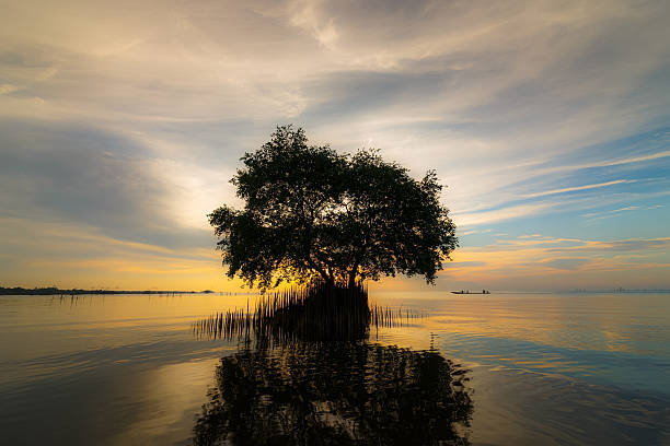 istock Cork tree or mangrove apple tree in the morning light at Thale Noi, Phatthalung, Thailand 2219940385