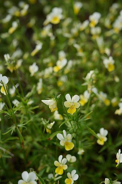istock White-yellow flower Viola arvensis on a green background. 2219941138