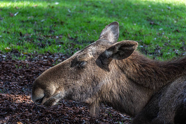 European Moose, Alces alces, also known as the elk. Wild life animal.